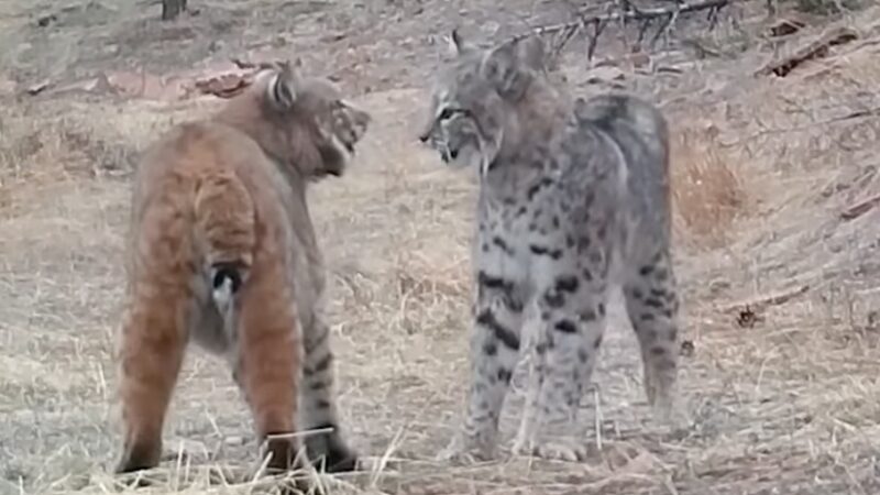 WATCH: Lynx and Bobcat Meet, Then Scream at Each Other