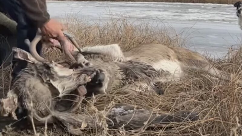 WATCH: Man Frees Deer Locked Onto Severed Head of Another Deer