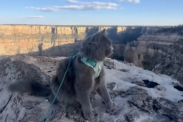 WATCH: Puff the Cat Adventured More Than Most Humans in 2024