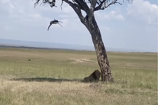 WATCH: Random Gazelle Drops out of Tree in Front of Lion