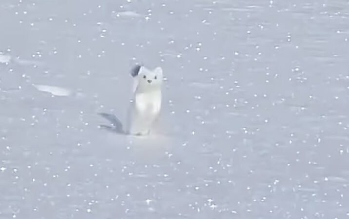 WATCH: The Cutest Thing on the Internet Is This Hopping Ermine