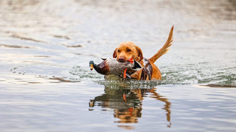 Why Duck Hunters Die