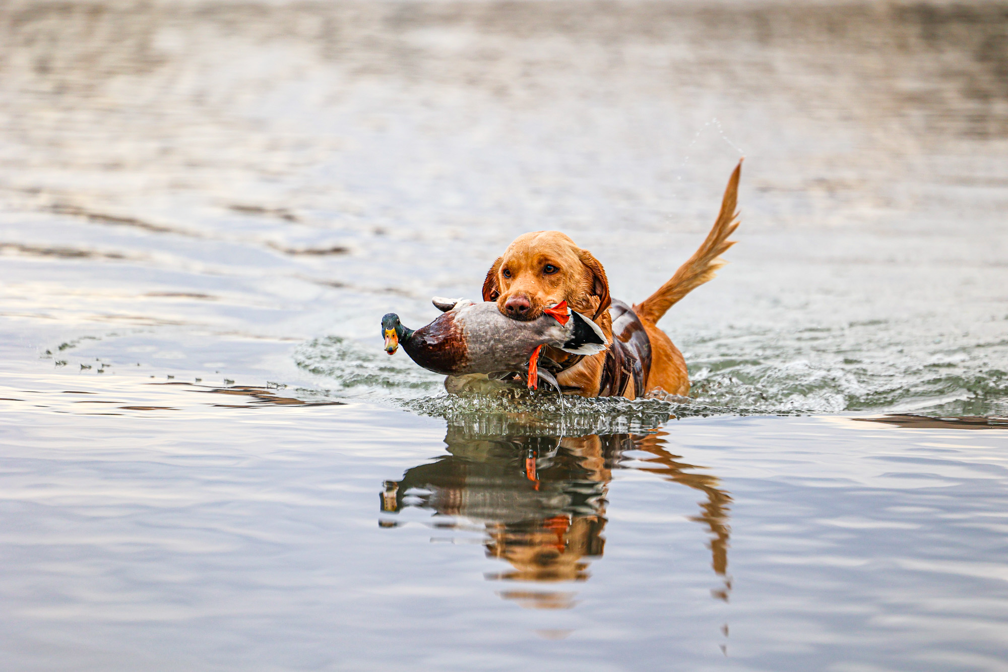 duck hunting