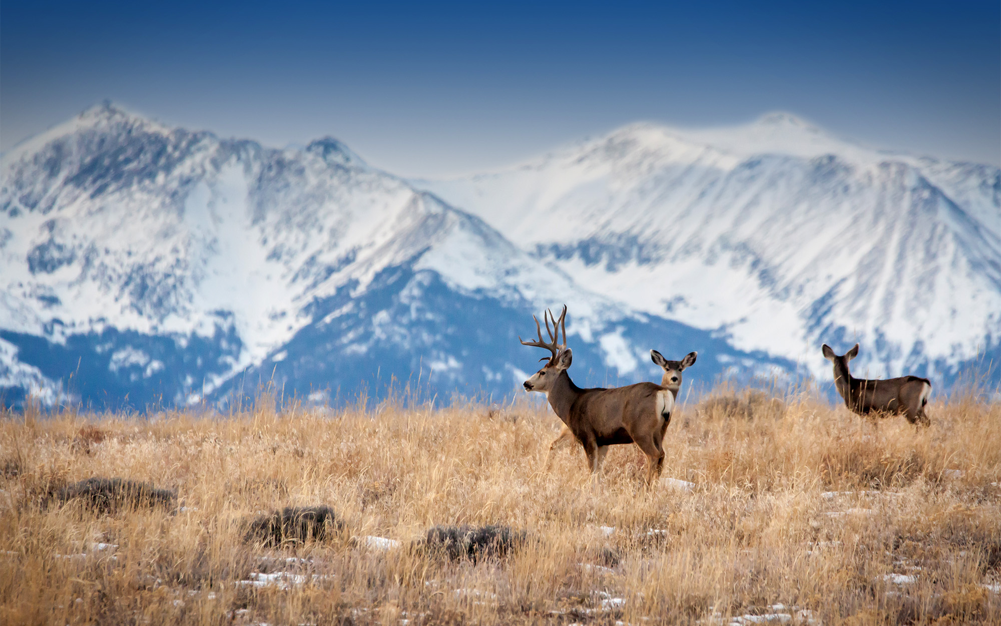 A mule deer buck and doe stand in front of the mountains.