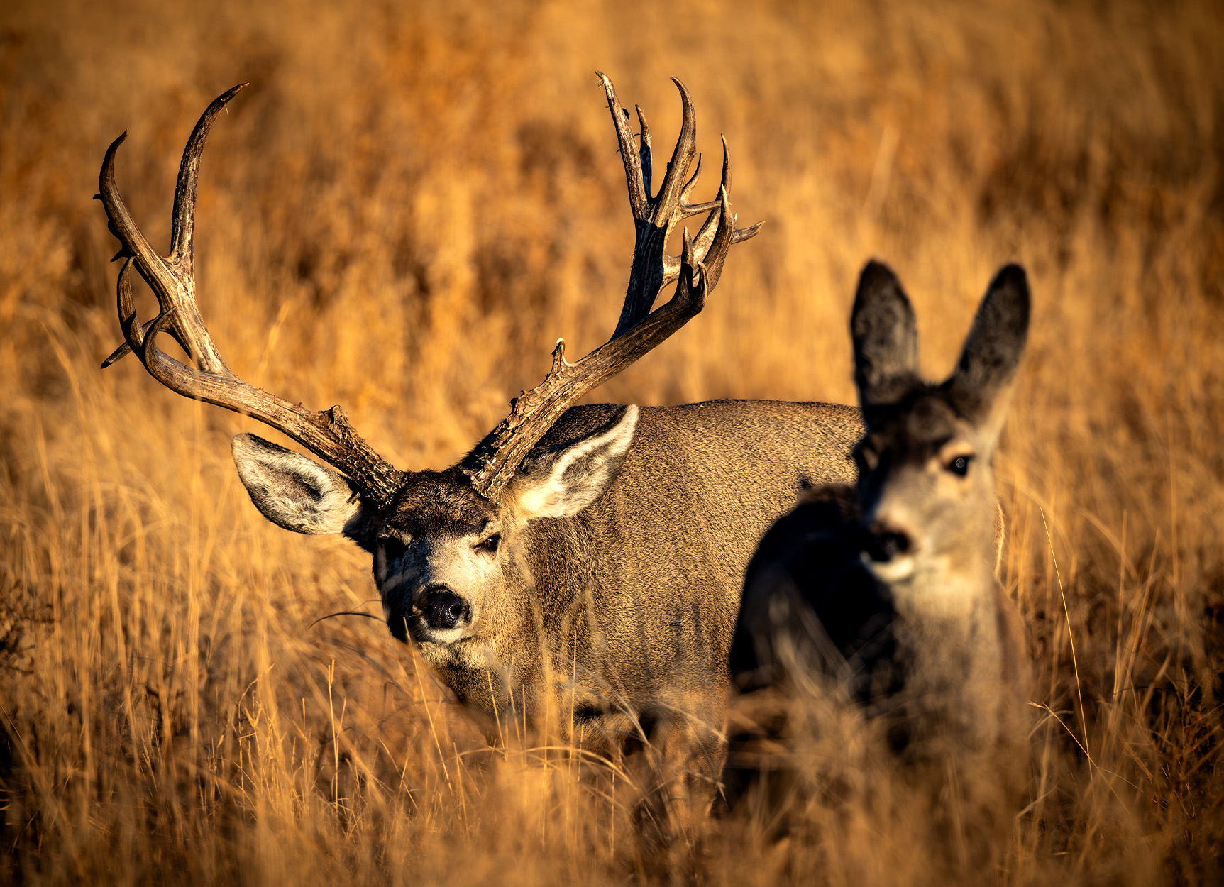 A mule deer buck follows a doe in the tall grass.