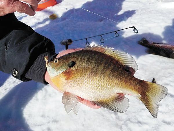 WI Daily Update: How Gary Roach finds big bluegills in the vegetation right now – Outdoor News