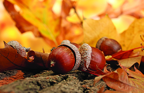 WI Daily Update: Prune your oak trees now to avoid oak wilt – Outdoor News