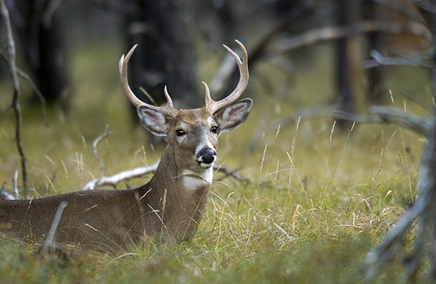 Wild deer tests positive for CWD in Michigan’s Mecosta County for the first time – Outdoor News