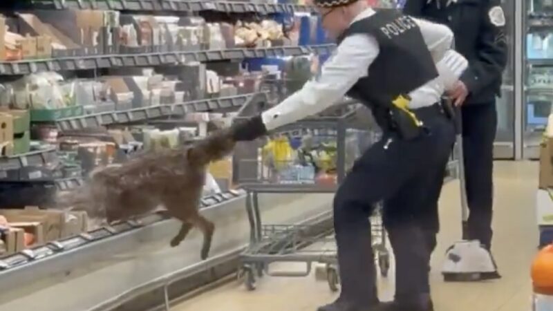 Wildlife Official Pulls Wild Coyote From Aldi’s Refrigerated Section