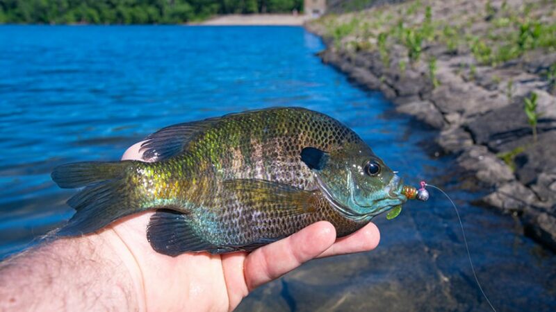 Wisconsin DNR study shows reducing bag limits was ‘huge success’ in goal to grow bigger panfish – Outdoor News