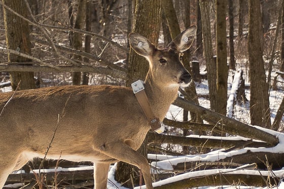 Wisconsin study shows CWD greatly reduces annual survival rates in deer, suppresses population growth – Outdoor News