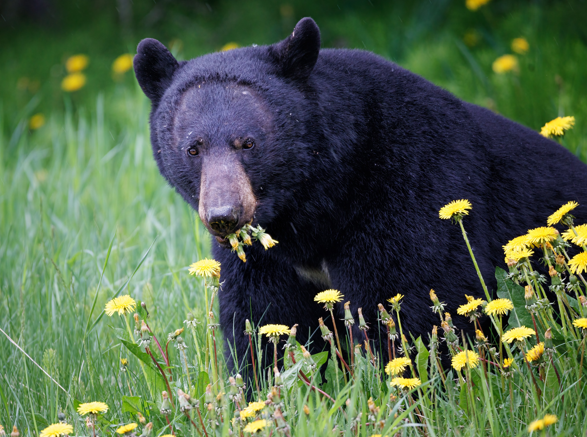 A black bear eats dandelions