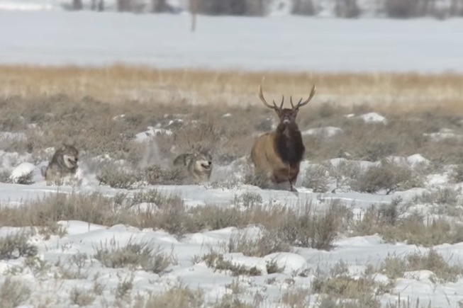 Wolf Pack Tries Five Times to Take Down Bull Elk in Grand Teton