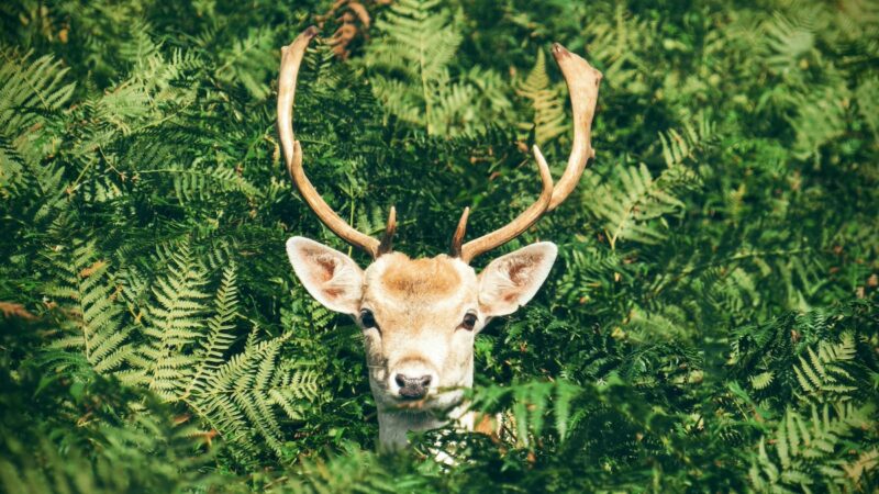 Woman Hilariously Talks to Deer on Doorbell Cam (Viral Video)