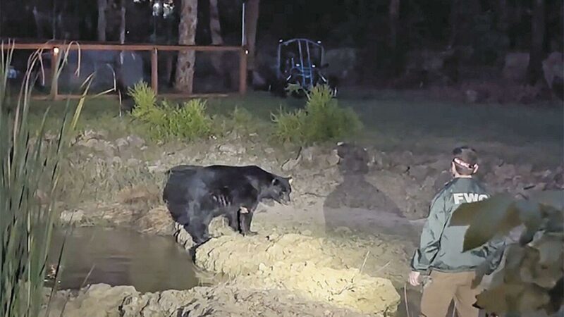 Wounded Bear Hangs out in Florida Homeowner’s Pond for Days