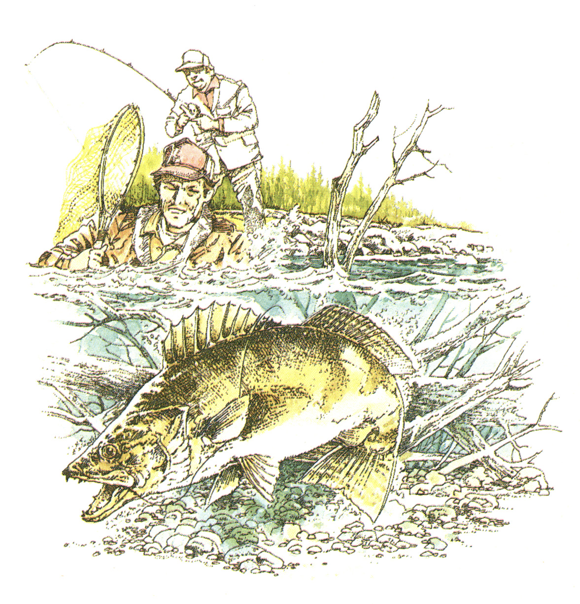 An illustration of a man wading for walleye