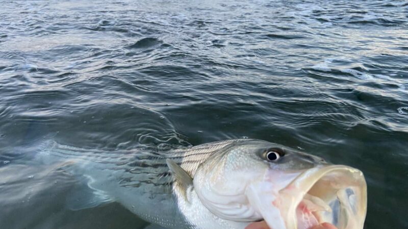 A Beginner’s Guide to Surf Fishing