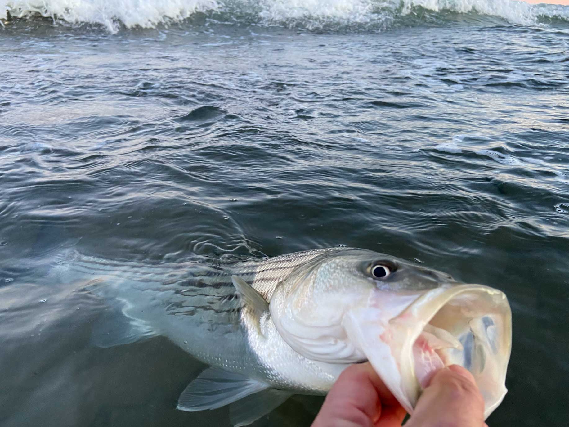 surf fishing for striped bass