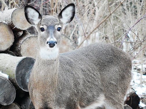 A doe with a muzzleloader helps thin Ohio’s South Bass Island deer herd – Outdoor News