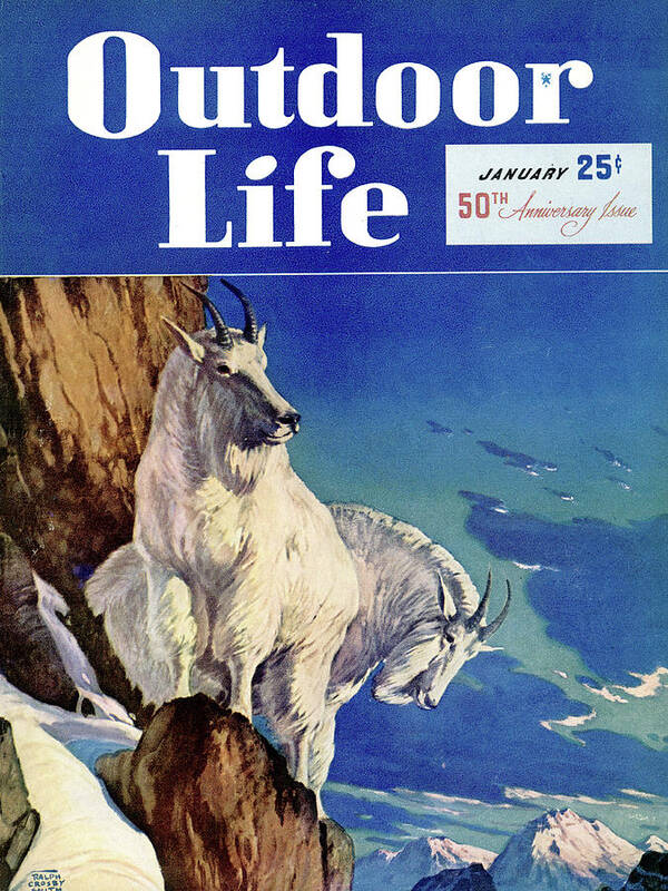 An old mountain goat cover.