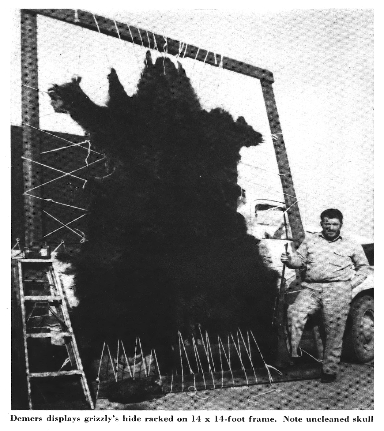 A man by a giant stretched grizzly hide