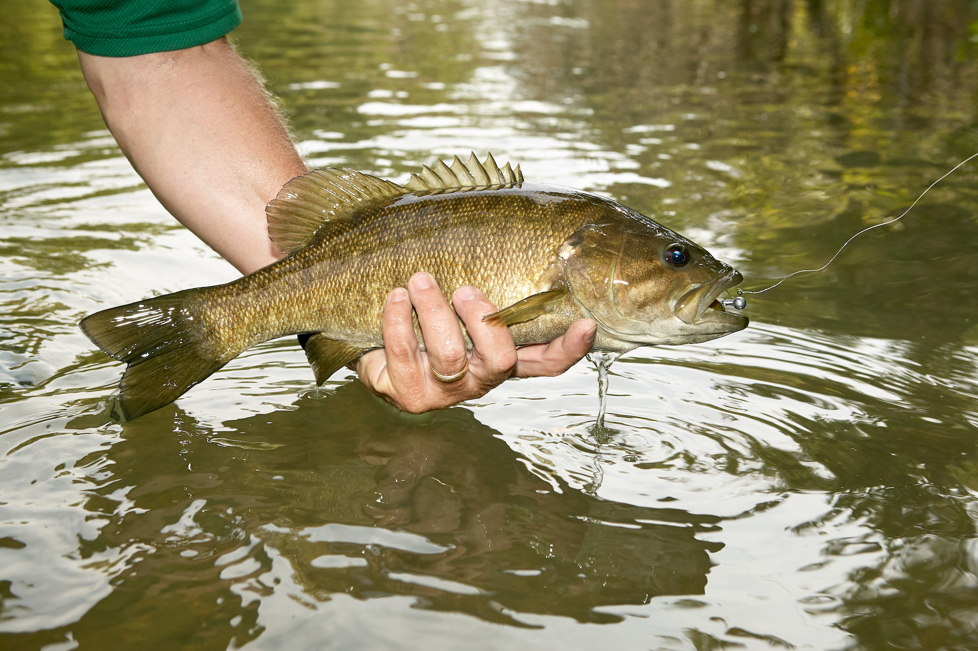 largemouth bass vs smallmouth, releasing smallmouth bass