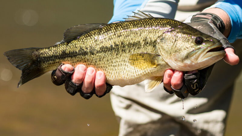 A Guide to Largemouth Bass vs Smallmouth Bass