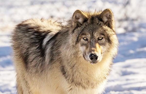 At 10-year mark of protection, young wolf in Illinois to highlight ‘Mammal Madness’ event – Outdoor News