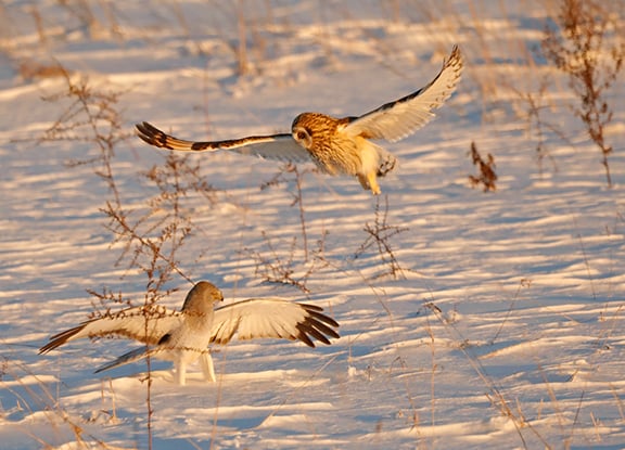 Backyard and Beyond: Hunting through the winter – Outdoor News