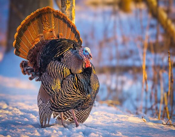 Backyard and Beyond: Winter favors the hardy – and the lucky – Outdoor News