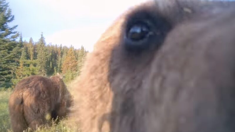 Bear Cub Tries Its Best to Snatch Trail Camera From Tree (Video)