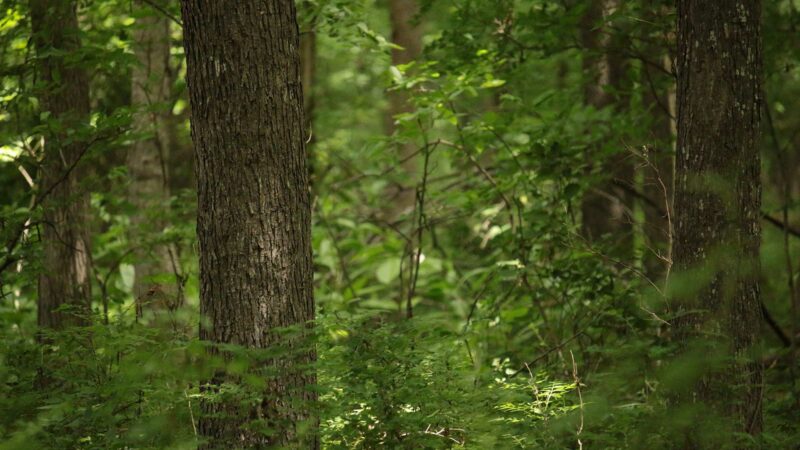 Beginner’s Guide to Timber Stand Improvement: How to Improve Your Woods for Deer and Other Wildlife