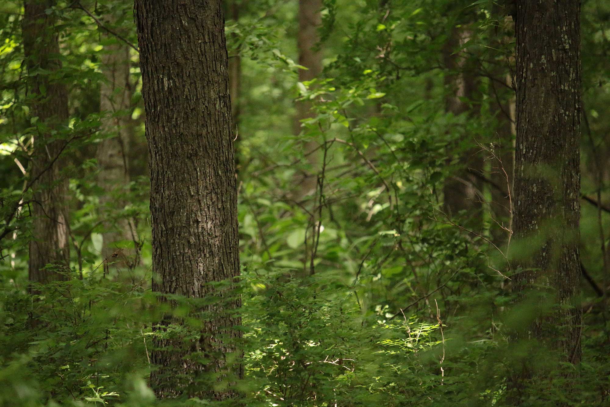 forest stand improvement