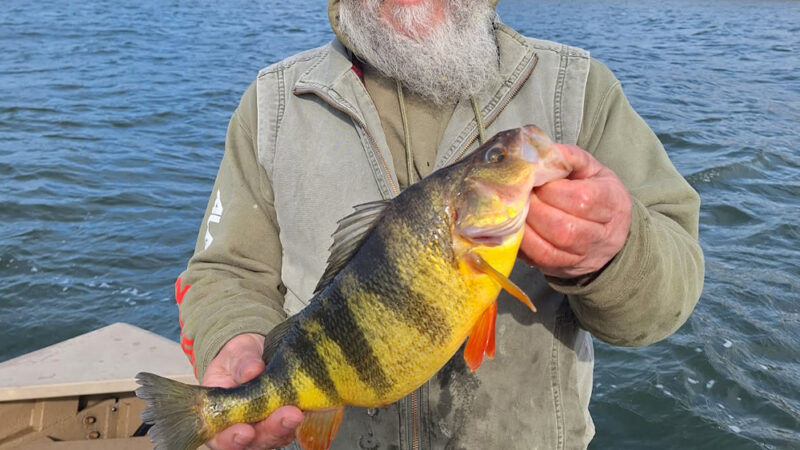 ‘Big as a Yellow Submarine.’ Yellow Perch Caught in the Tidewater Breaks 46-Year-Old Maryland Record