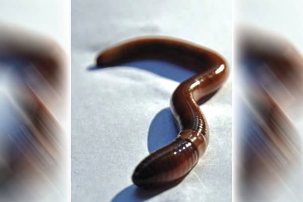 Bizarre, invasive jumping worms are infesting Pennsylvania – Outdoor News