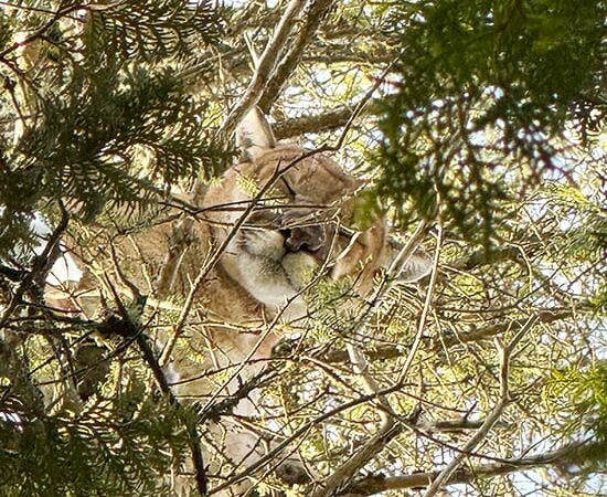 Bobcat hunting hounds tree cougar in Michigan’s Mackinac County – Outdoor News