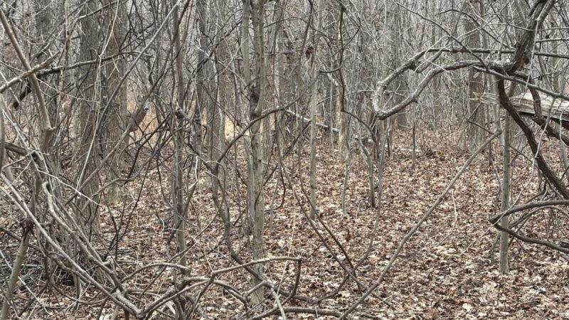 Can You Find all THREE Deer in This Photo?