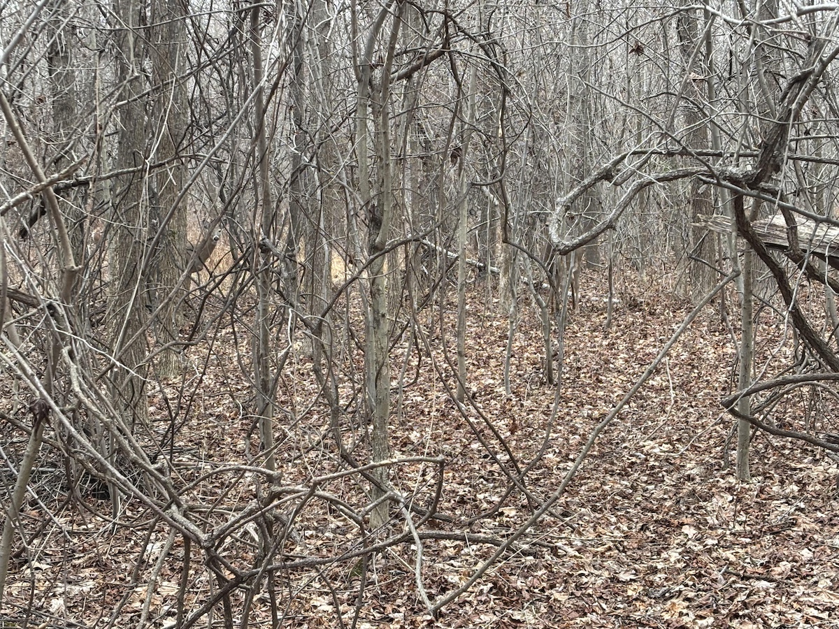 find all three deer