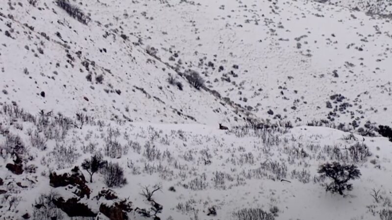 ‘Can You Spot It?’ News Chopper Pilot Spots Elk From a Mile Away