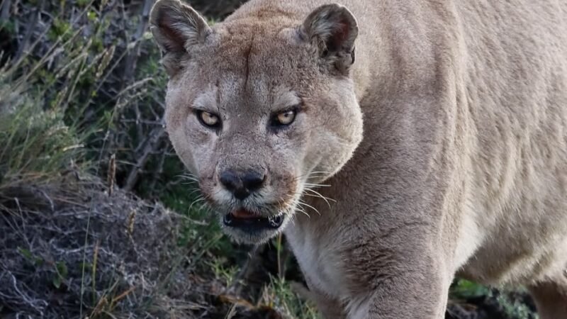 ‘Carnaza’ the Torres del Paine Puma Is a Baddie, and He Knows It