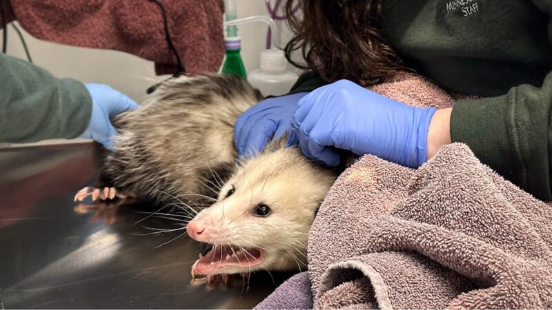 ‘Choco-holic’ Possum Eats Entire Costco Cake