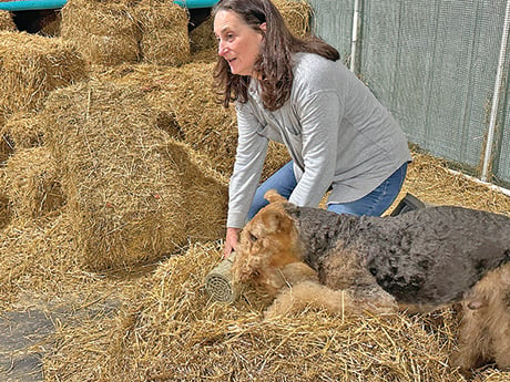 Christine Thomas: My Airedale, Major, meets ‘the rats’: Part 1 – Outdoor News