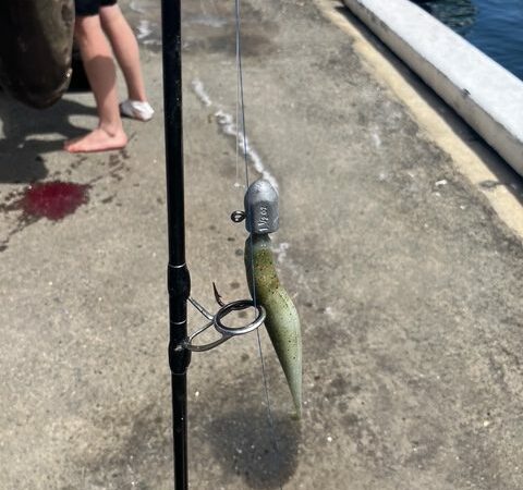 Cobia That ‘Acted Like Four Bags of Cement’ Stands to Crush Current World-Record by 40 Pounds