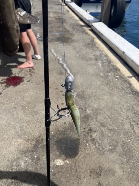 Bait that caught the world record cobia.