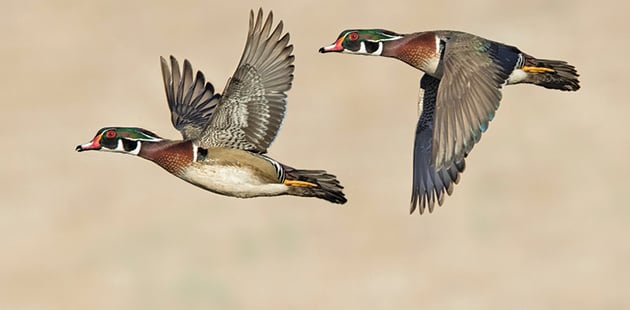 Cornell study finds contaminants common in northeast waterfowl – Outdoor News