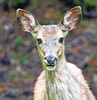 CWD debate heats up in North Dakota Legislature – Outdoor News