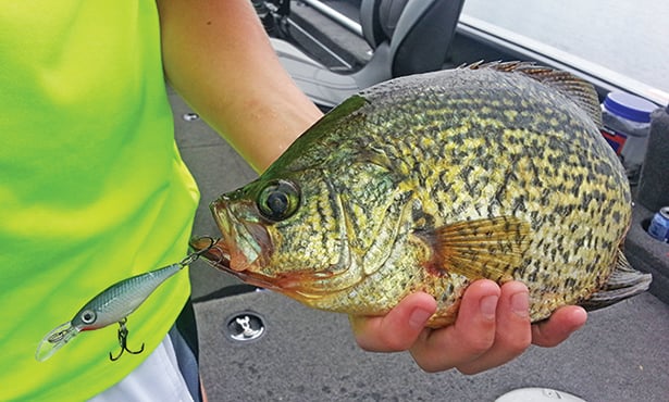 Daily 10-panfish bag limit offered for Wisconsin’s Big Green Lake and other waters – Outdoor News