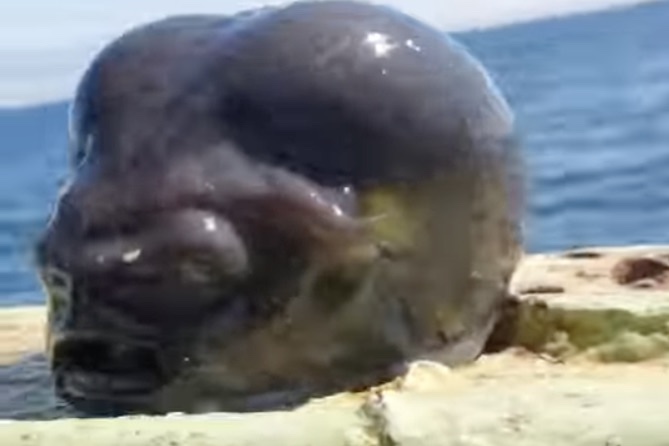 Deep-Sea Fisherman Catches a Fish That Looks Like an Alien