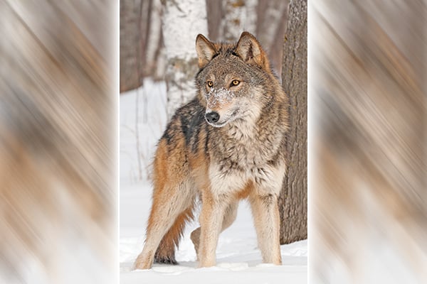 DNR says Minnesota’s wolf population likely stable in size, range, though subtle changes emerge – Outdoor News