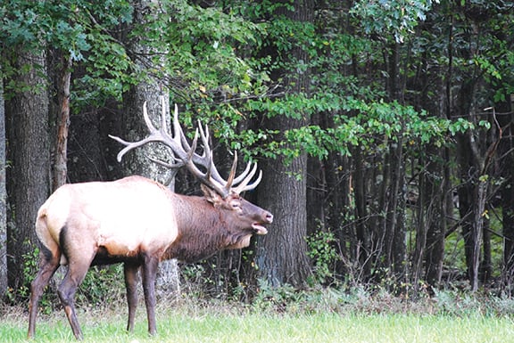 DNR to begin capturing and collaring elk for research project in northwest Minnesota – Outdoor News